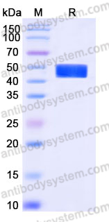 Recombinant Human DLL3 Protein, C-His (Active)