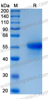 Recombinant Human SIGLEC8/SAF-2 Protein, C-His (Active)