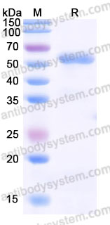 Biotinylated Human CD112R/PVRIG Protein, C-Fc-Avi