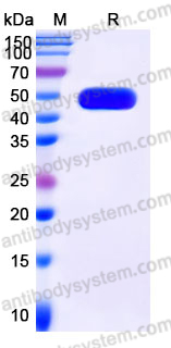 Recombinant Human CD112R/PVRIG Protein, C-mFc (Active)