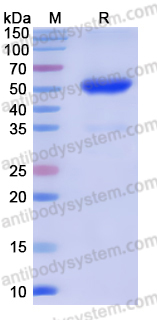 Recombinant Human CD112R/PVRIG Protein, C-Fc (Active)