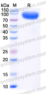 Recombinant Human TSLPR & IL-7RA Heterodimer, C-His (Active)