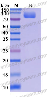 Recombinant Human HHLA2/B7-H7 Protein, C-Fc (Active)