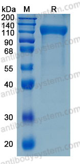 SDS PAGE for Recombinant Human SIGLEC11 Protein, C-hFc-His (Active) ?>
