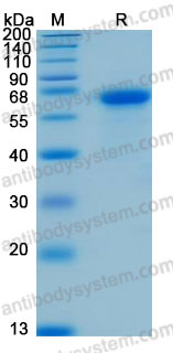 Recombinant Human JAM3 Protein, C-hFc-His (Active)
