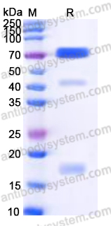 Recombinant Human RGMB Protein, C-Fc (Active)