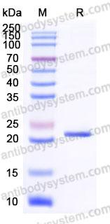 Recombinant Human RSPO2 Protein, C-Flag (Active)