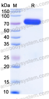 Recombinant Human BTN2A1 Protein, C-Fc (Active)