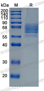 Recombinant Human SLAMF9/CD2F-10 Protein, C-Fc