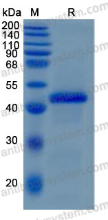 Recombinant Human WIF1 Protein, C-10*His (Active)