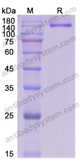 Recombinant Human CADM-140/MDA5 Protein