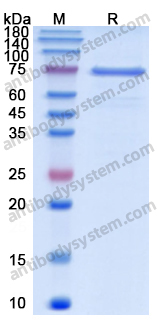 Recombinant Human DSG3 Protein