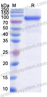 Recombinant Human BP230 Protein