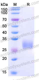 Biotinylated Mouse CD262/TRAIL-R2/DR5 Protein, C-Avi-His