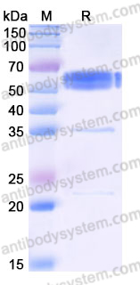 Recombinant Mouse CD262/TRAIL-R2/DR5 Protein, C-Fc (Active)