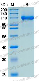 Recombinant Mouse CD304/NRP1 Protein, C-His (Active)