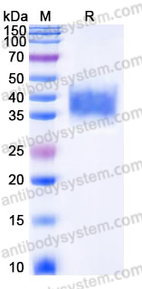 Recombinant Mouse CD16b/FCGR3B Protein, C-His (Active)