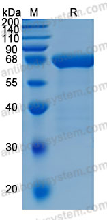 Recombinant Mouse CD335/NCR1/NKp46 Protein, C-hFc-His (Active)