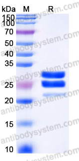 Recombinant Mouse TNFSF15/TL1A Protein, N-8*His-Flag (Active)