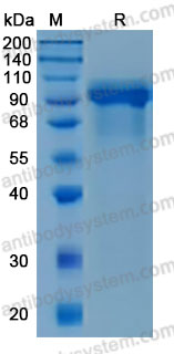 Recombinant Mouse EGFR/ERBB1/HER1 Protein, C-His (Active)