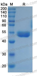 Recombinant Mouse REN/Renin Protein, C-10*His (Active)