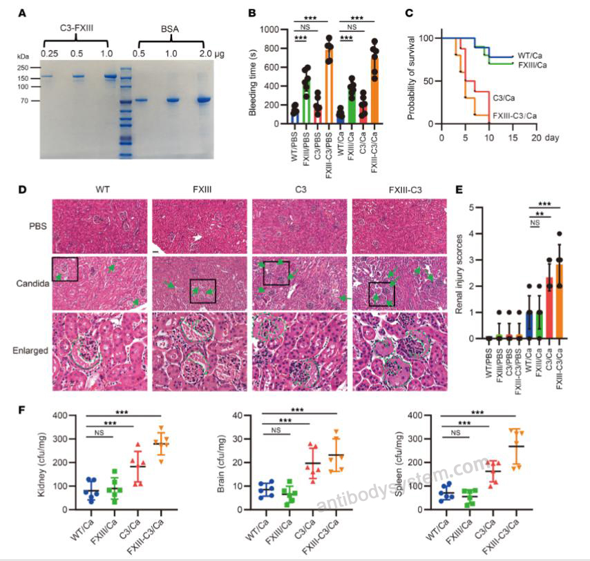 Bioactivity for Recombinant Mouse C3/Complement C3 Protein, C-His (Active) ?>