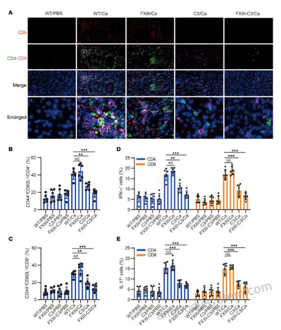 Bioactivity for Recombinant Mouse C3/Complement C3 Protein, C-His (Active) ?>