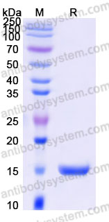 Recombinant Mouse PDGF-BB Protein, C-His (Active)