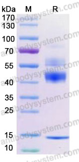 Recombinant Mouse TGFB1/TGF-beta-1 Protein, N-
8*His (Active)