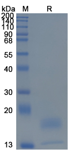 Recombinant Mouse IFNG/IFN-gamma Protein, C-His (Active)