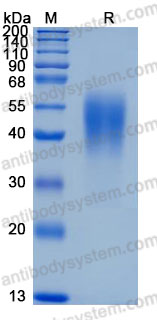 Recombinant Mouse CD25/IL2RA Protein, C-10*His (Active)