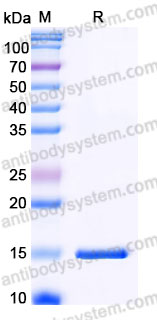 Recombinant Mouse CSF2/GM-CSF Protein, Tag free (Active)