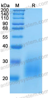 Recombinant Mouse CD90/THY1 Protein, C-His (Active)