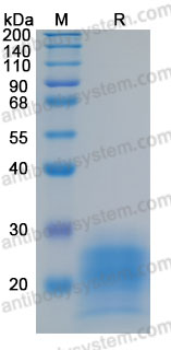 Recombinant Mouse IL5 Protein, C-His (Active)