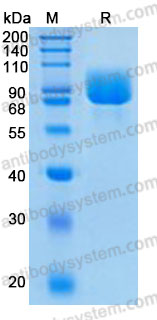 Recombinant Mouse CD54/ICAM1 Protein, C-His (Active)