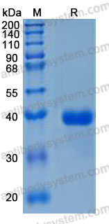 Recombinant Mouse SPARC/Osteonectin Protein, C-10*His (Active)