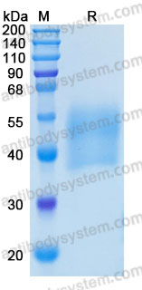 Recombinant Mouse CSF1/M-CSF Protein, C-His (Active)