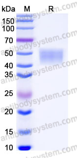 Recombinant Mouse CD64 Protein, C-His (Active)