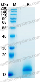 SDS-PAGE for Recombinant Mouse IL7 Protein, No tag (Active) ?>