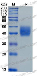 Recombinant Mouse CD142/F3/TF Protein, C-His (Active)