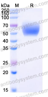 Recombinant Mouse CD155/PVR Protein, C-His (Active)