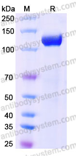 Biotinylated Mouse CD62P/SELP Protein, C-Avi-His
