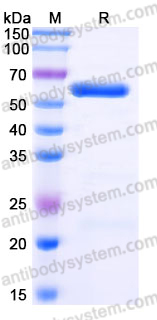 SDS-PAGE for Recombinant Mouse CD152/CTLA4 Protein, C-Fc (Active) ?>
