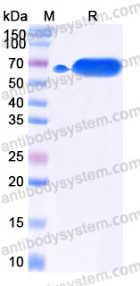 Recombinant Mouse CD326/EPCAM Protein, C-Fc (Active)