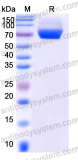Recombinant Mouse CD127/IL7R Protein, C-Fc (Active)