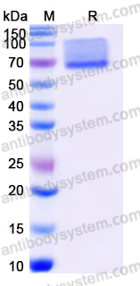 Recombinant Mouse CD138/SDC1 Protein, C-Fc (Active)