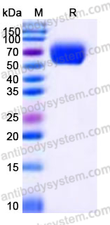Recombinant Mouse CD33/Siglec-3 Protein, C-Fc (Active)