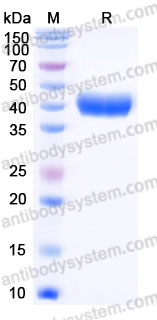 Biotinylated Mouse CD120b/TNFR2 Protein, C-His-Avi