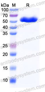 Recombinant Mouse CD73/NT5E Protein, C-His (Active)