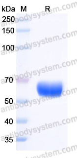 Recombinant Mouse CD252/OX40L Protein, N-Fc-Flag (Active)